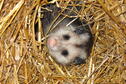 Baby Opossum