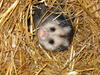 Baby Opossum