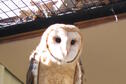 Barn Owl