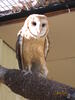 Barn Owl