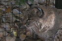 Bobcat