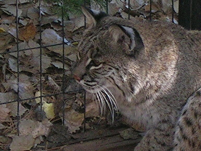 Bobcat