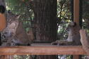 Bobcats