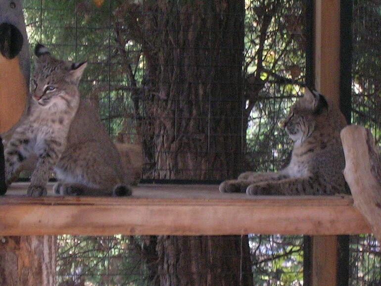 Bobcats