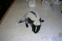 Female Skunk baby