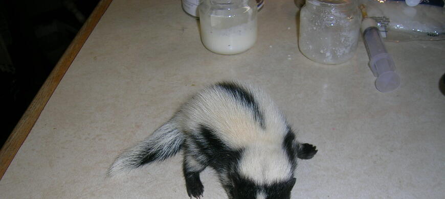 Female Skunk baby