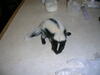 Female Skunk baby