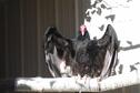 Lurch