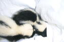 Skunk Rehab