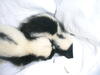 Skunk Rehab