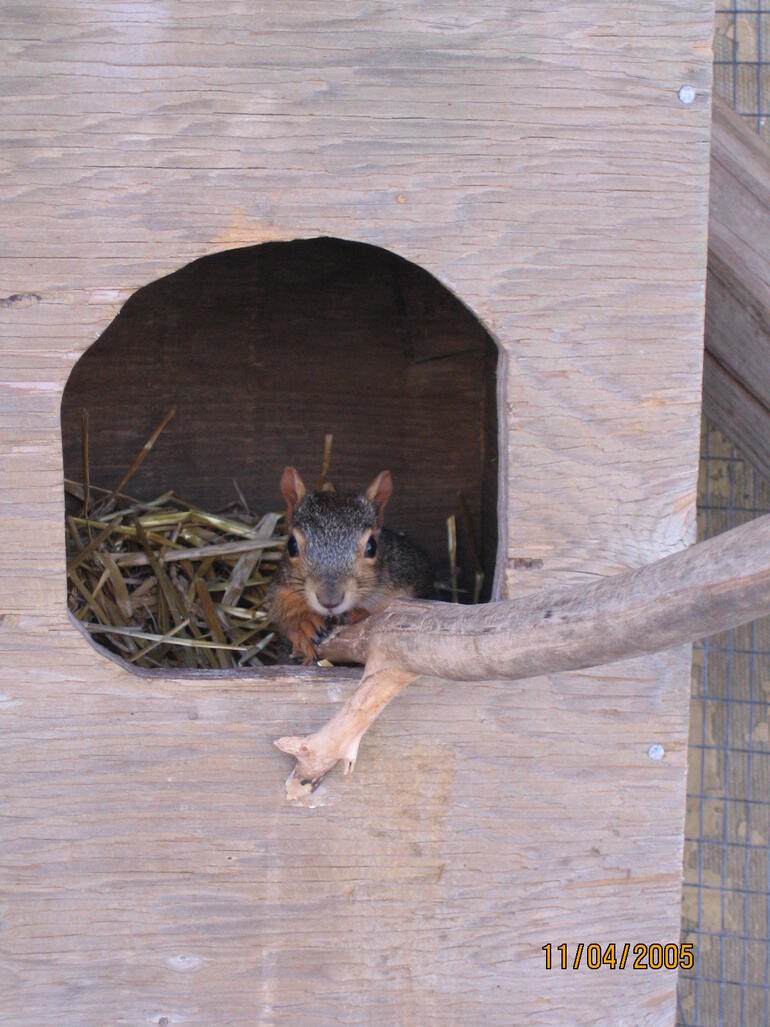Squirrel rehab