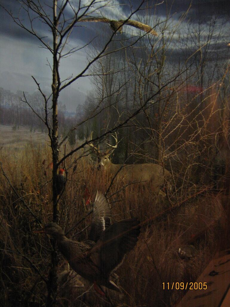 terrestrial diorama