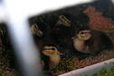 wood duck rehab