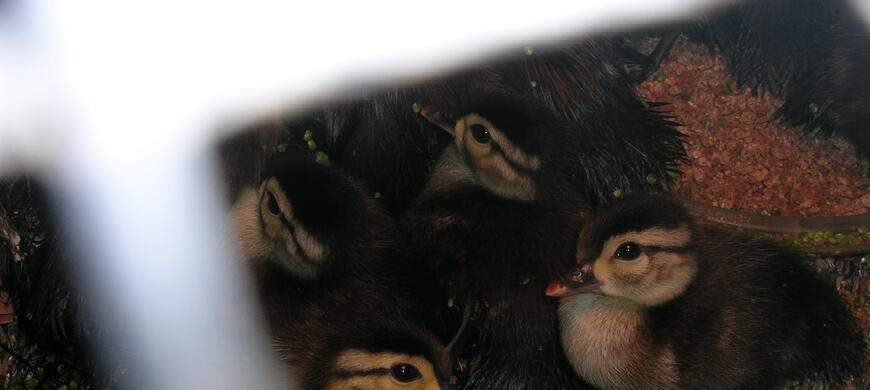 wood duck rehab