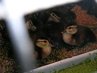 wood duck rehab