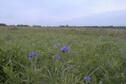 Flowers1