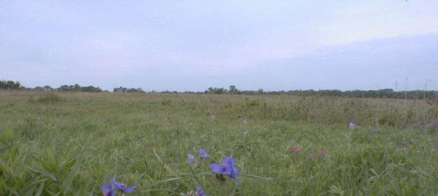 Flowers1