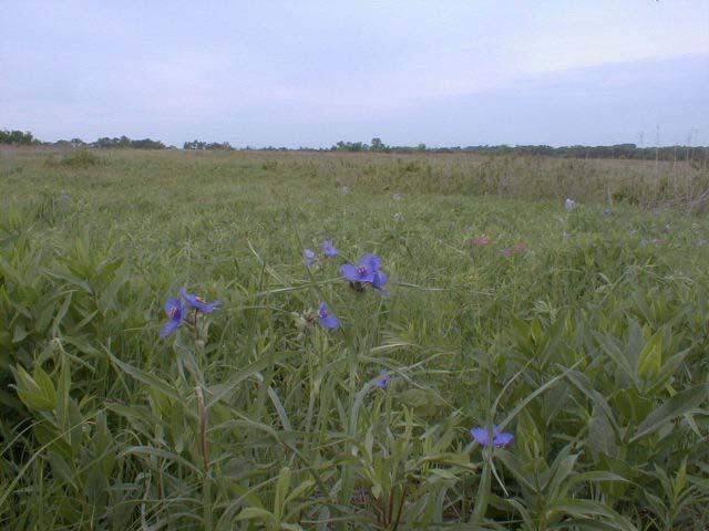 Flowers1
