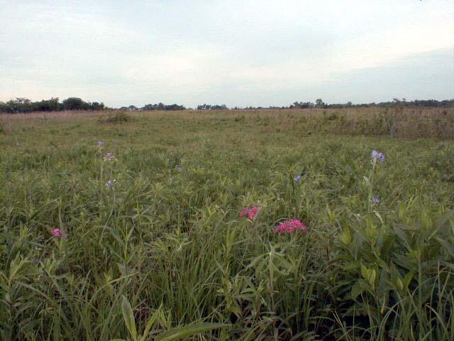 Flowers2