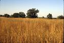 Prairie1