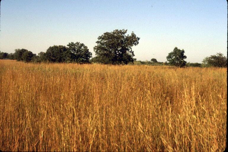 Prairie1