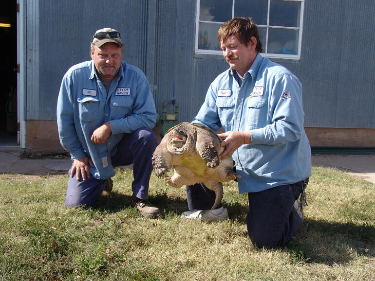 Roland the New State Record Common Snapping Turtle