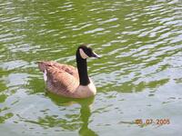 canada goose