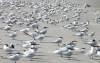 Common Terns
