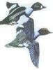 Goldeneye in flight