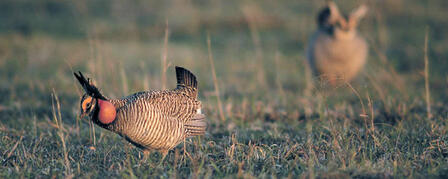 LESSER-PRAIRIE CHICKEN CONSERVATION PLAN LANDOWNER/PRODUCER SIGN-UP PERIOD OPEN LESSER-PRAIRIE CHICKEN CONSERVATION PLAN LANDOWNER/PRODUCER SIGN-UP PERIOD OPEN