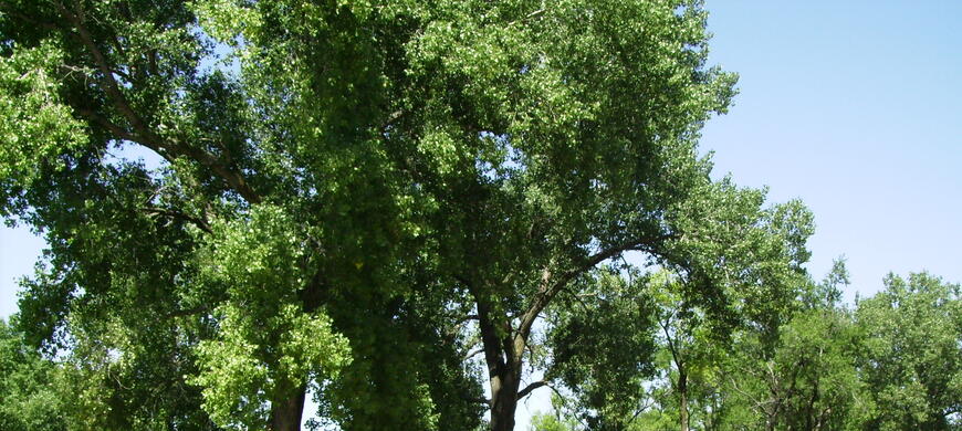 Camping Area