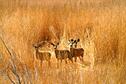 Mule Deer