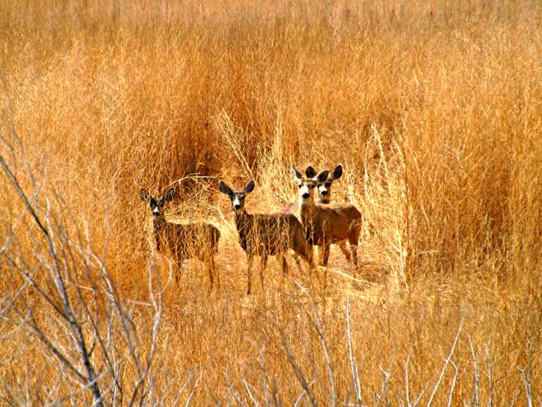 Mule Deer