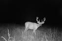 Whitetail Buck