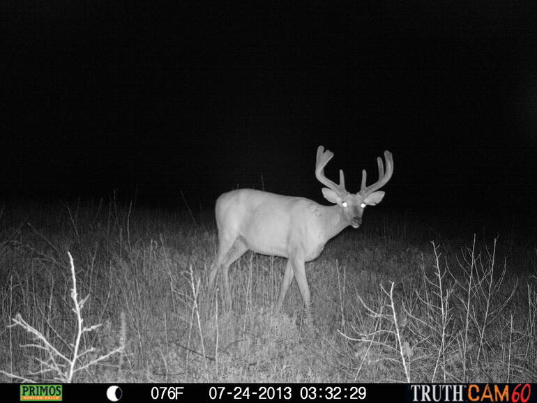 Whitetail Buck
