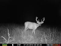 Whitetail Buck