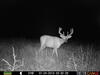 Whitetail Buck