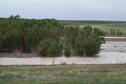 Flooded Trees