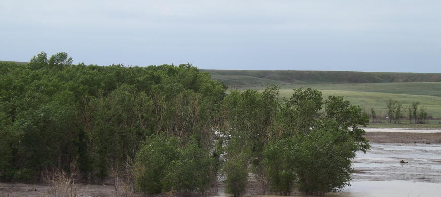 Flooded Trees