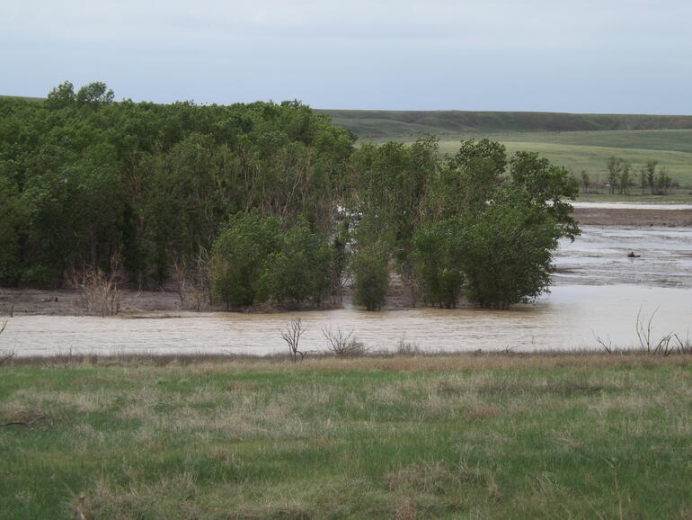Flooded Trees