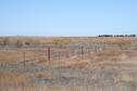 Native Grasses