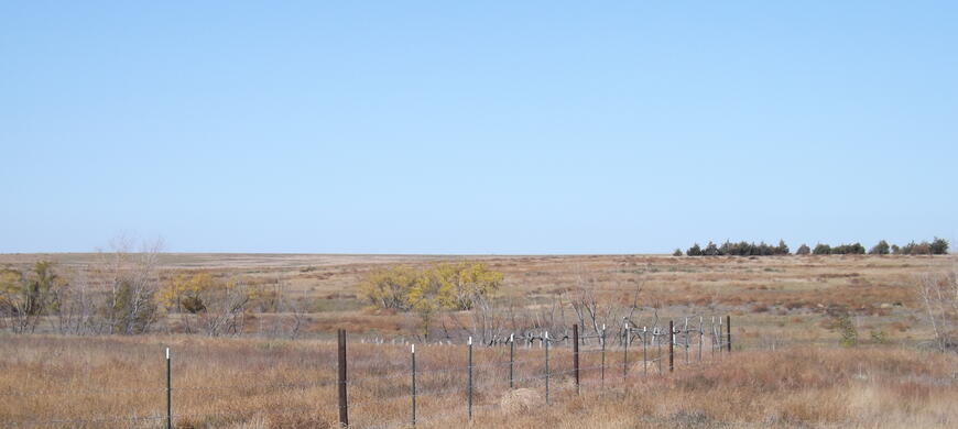 Native Grasses