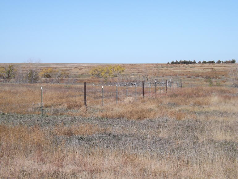 Native Grasses