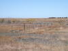Native Grasses