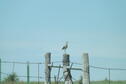 Upland Sandpiper