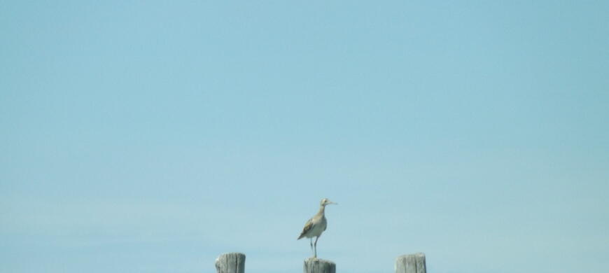 Upland Sandpiper