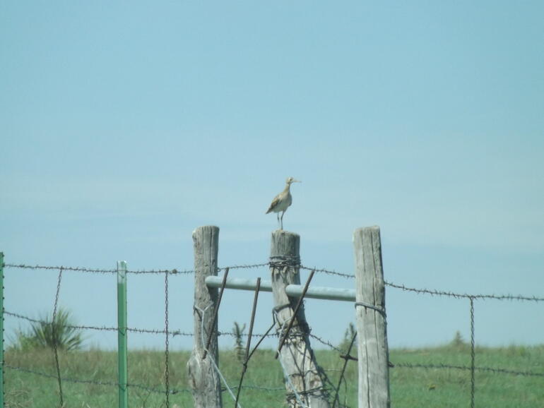 Upland Sandpiper