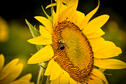More Sunflowers