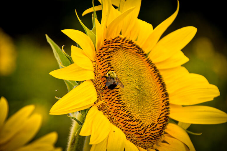 More Sunflowers