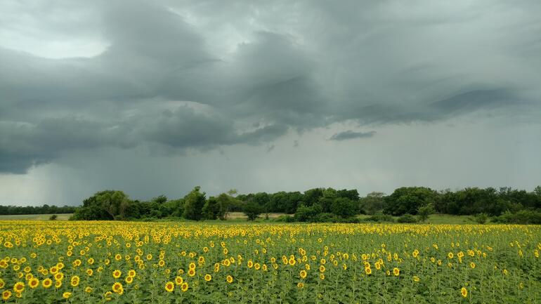 Sunflowers